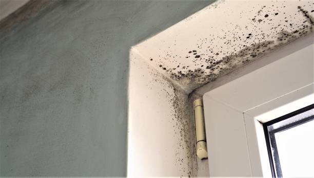 Best Black Mold Removal  in Malverne, NY
