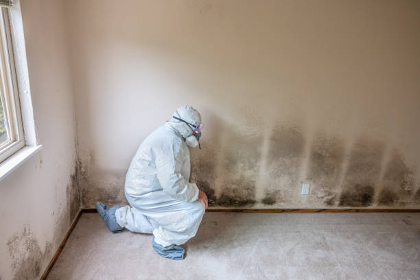 Best Emergency Mold Remediation  in Malverne, NY