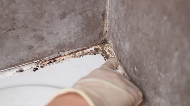Best Water Damage & Mold Remediation  in Malverne, NY
